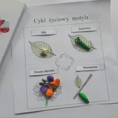 Cykl życiowy motyla z plasteliny: jaja, gąsienica, poczwarka i dorosłe owady na kwiatku.