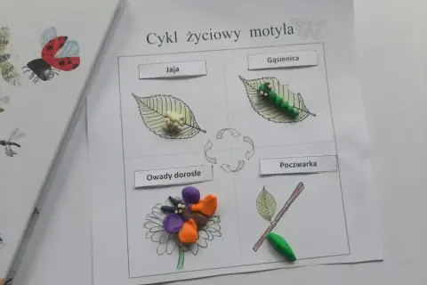 Cykl życiowy motyla z plasteliny: jaja, gąsienica, poczwarka i dorosłe owady na kwiatku.
